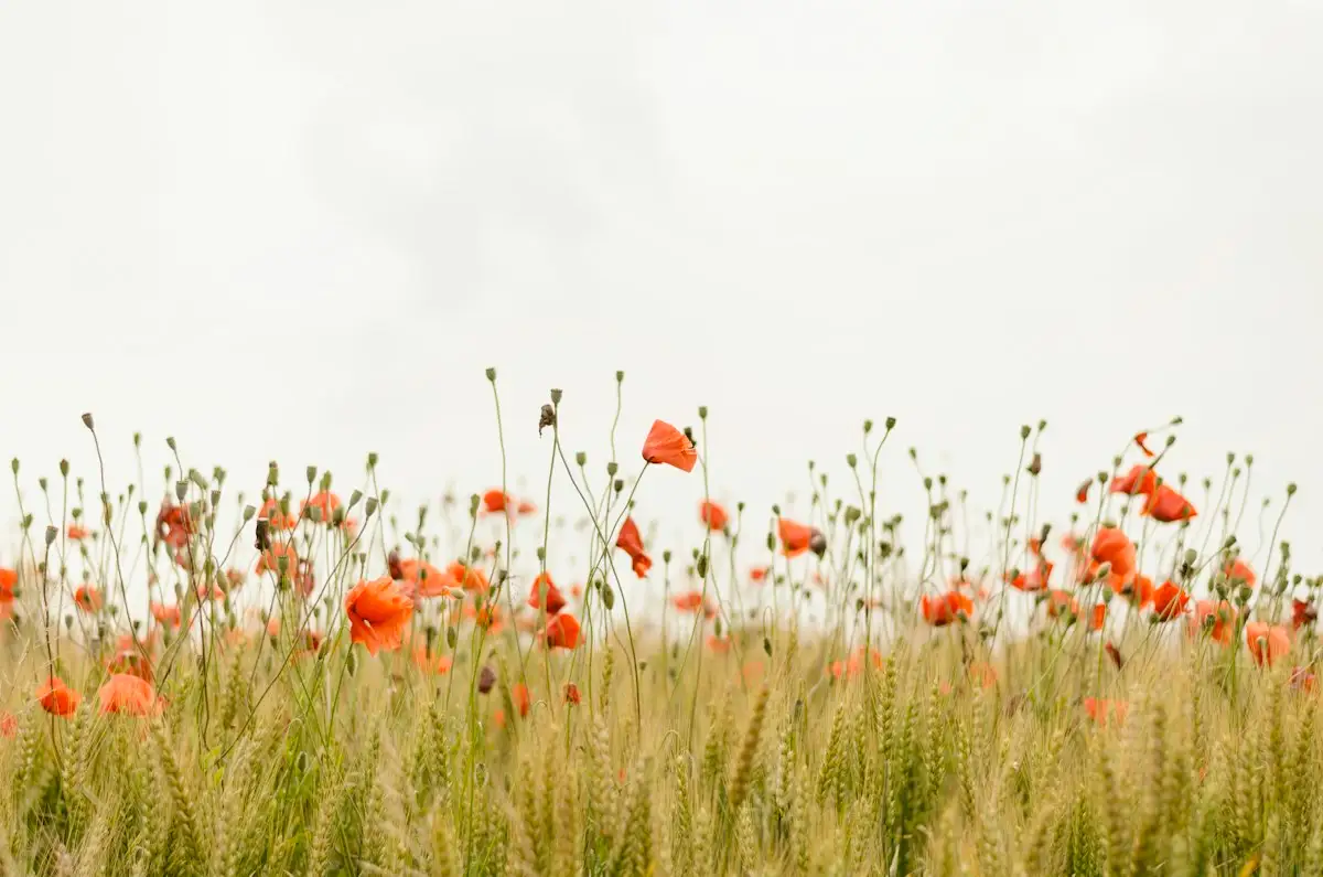 Summer poppies